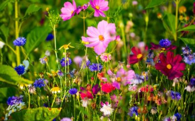 West Forum wita wiosnę